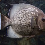 Saltwater Aquarium Care: A Step Up from Freshwater