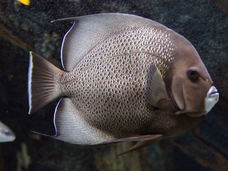 Saltwater Aquarium Care: A Step Up from Freshwater