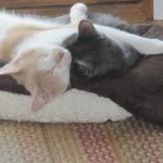 Seizures in Pets: Staying Calm and Taking Action