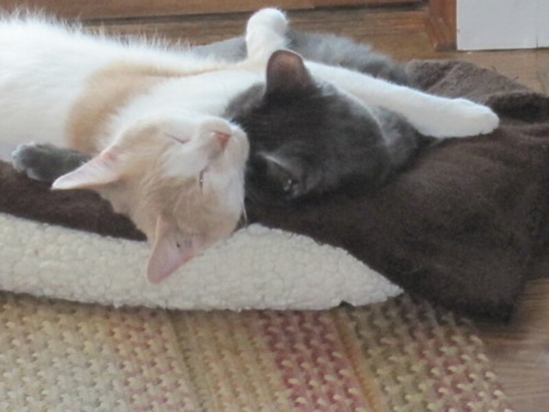 Seizures in Pets: Staying Calm and Taking Action