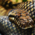 Setting Up a Reptile Terrarium: Temperature and Lighting