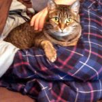 Spaying and Neutering: Health Benefits Beyond Population Control