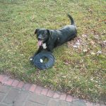 The Importance of Pet Blood Work: What It Reveals