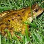 Toad Toxicity in Dogs: Bufo Toad Emergency Treatment