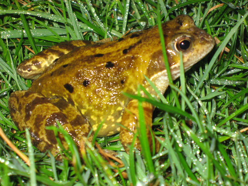 Toad Toxicity in Dogs: Bufo Toad Emergency Treatment