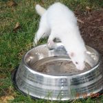 Training a Rescue Dog: Special Considerations