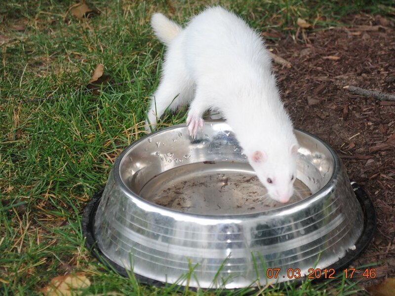 Training a Rescue Dog: Special Considerations