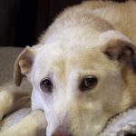 Travel Anxiety in Pets: Preparing Before the Trip