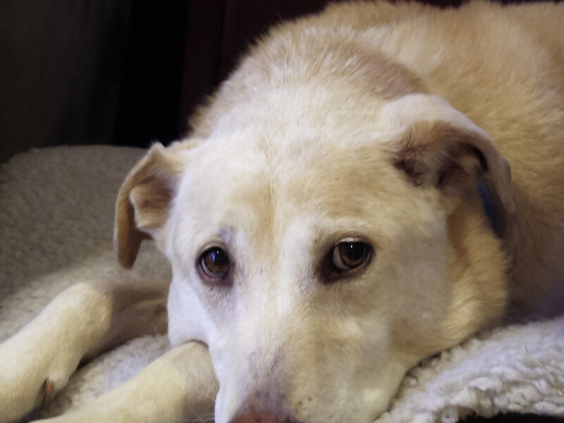 Travel Anxiety in Pets: Preparing Before the Trip Travel Anxiety in Pets: Preparing Before the Trip