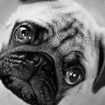 Traveling with Multiple Pets: Logistics and Tips