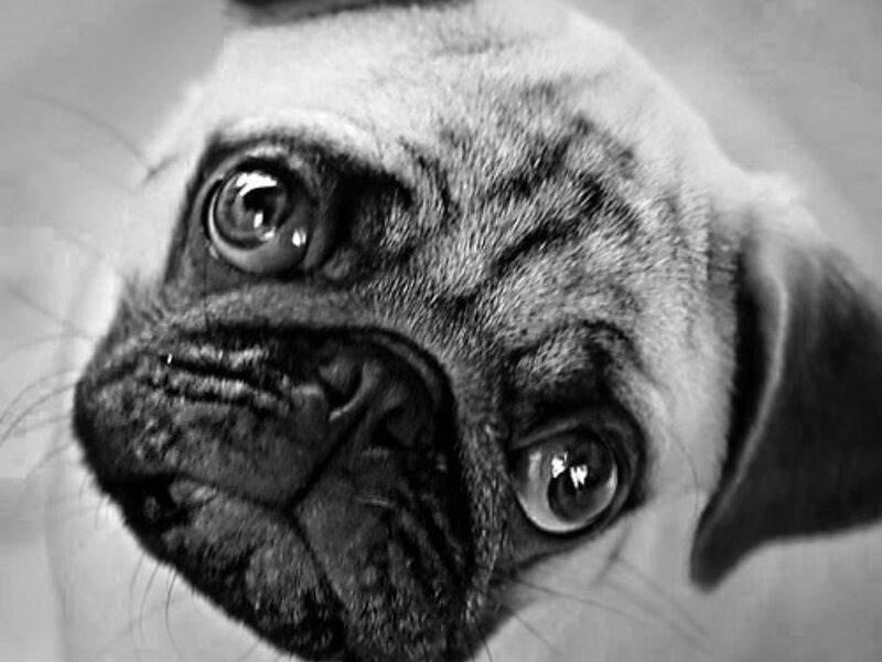 Traveling with Multiple Pets: Logistics and Tips Traveling with Multiple Pets: Logistics and Tips