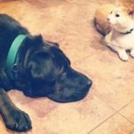 Treating Minor Burns on Dogs and Cats