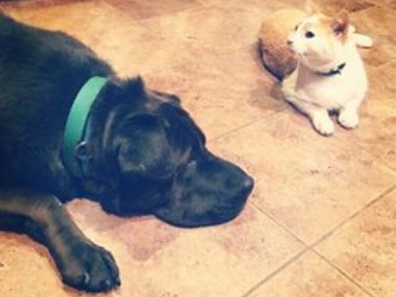 Treating Minor Burns on Dogs and Cats Treating Minor Burns on Dogs and Cats