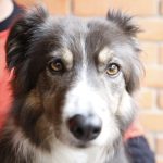 Treats as Training Rewards: Healthy Options