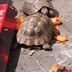 Turtle and Tortoise Care in Florida