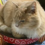 Understanding Cat Aggression: Causes and Fixes
