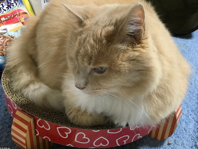 Understanding Cat Aggression: Causes and Fixes