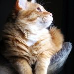 Understanding Cat Behavior: What Your Cat Is Telling You