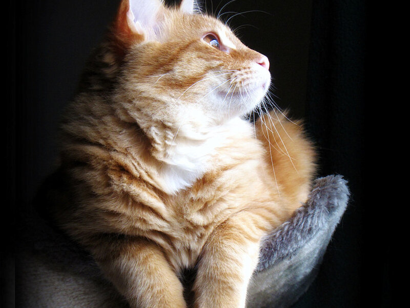 Understanding Cat Behavior: What Your Cat Is Telling You