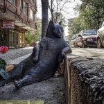 Understanding Your Pet Sleeping Habits