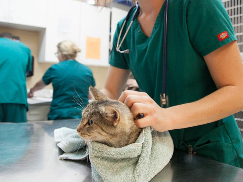 UTIs in Cats: Signs, Treatment, and Prevention