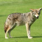 When to See a Veterinary Behaviorist for Pet Anxiety