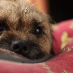 When to Start Training Your Puppy