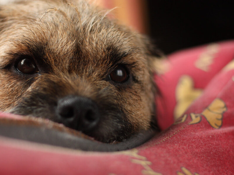 When to Start Training Your Puppy When to Start Training Your Puppy