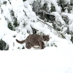 Why Your Pet Is Happier with a Professional Pet Sitter