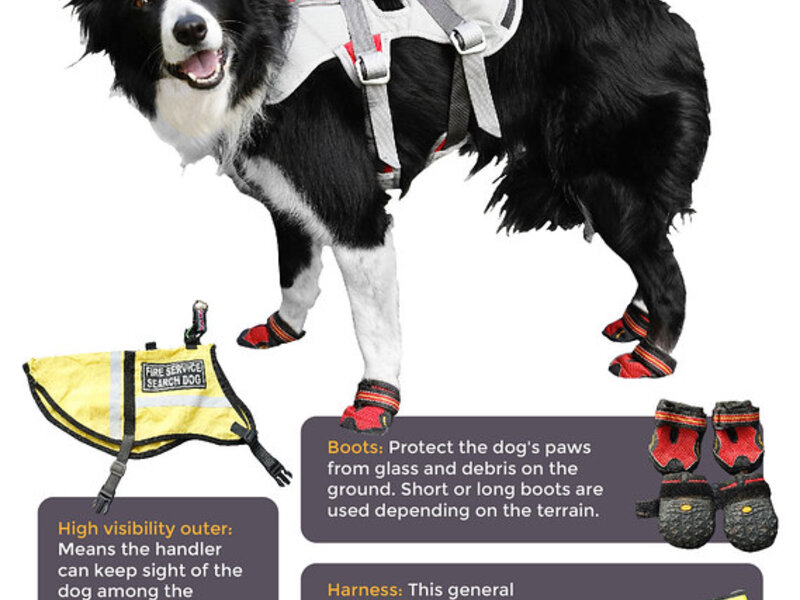 Xylitol Poisoning in Dogs: A Hidden Danger